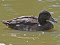 Baer's Pochard